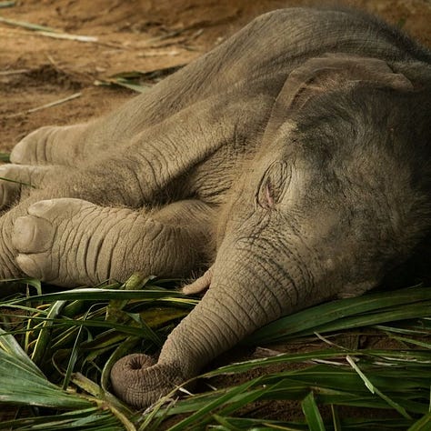 sleeping gorilla, sleeping tiger, sleeping baby elephant