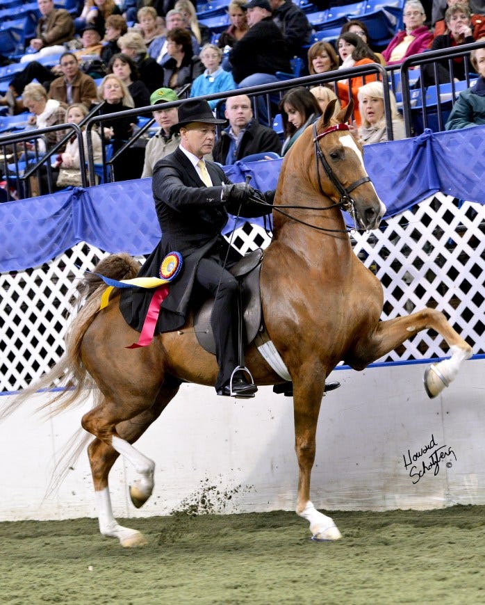Three Gaited horse "Macadamia"