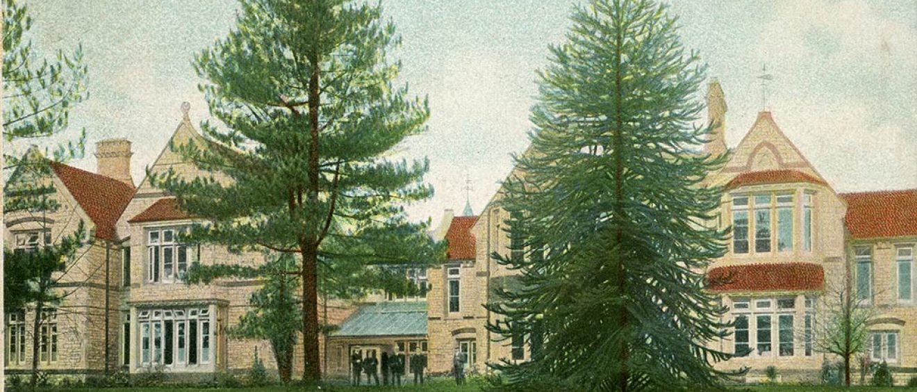 Two tall tress stand in front of the building Two tall tress stand in front of the building