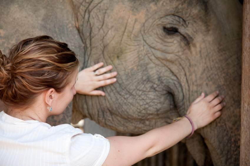 Feeling The Elephant