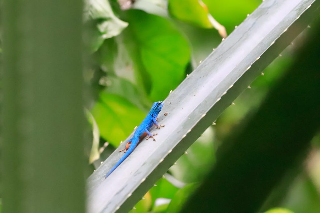 Turquoise dwarf gecko (Lygodactylus williamsi). Image © Simon via iNaturalist (CC BY-NC 4.0). 