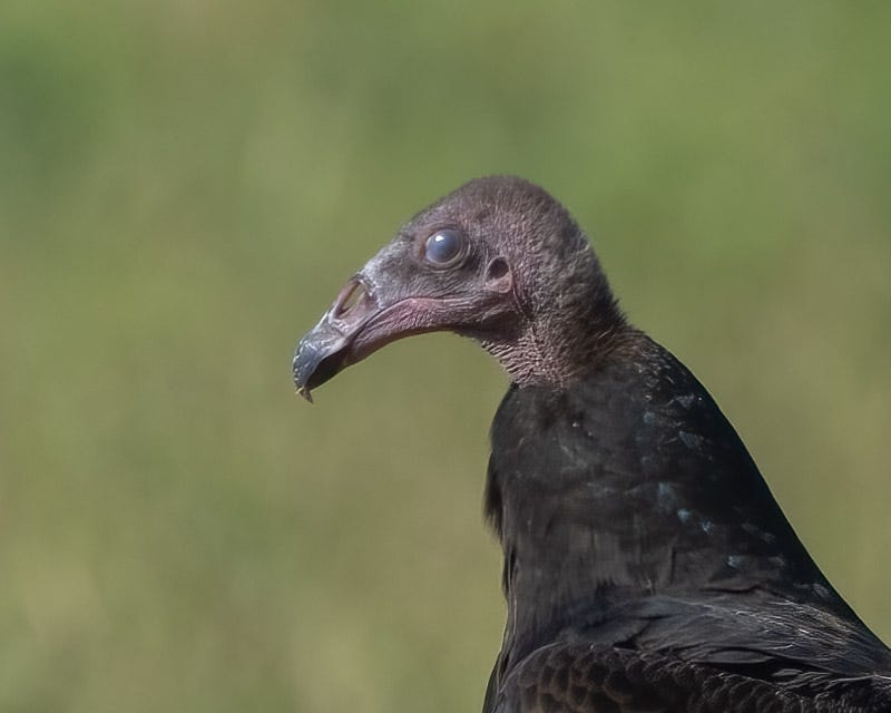 20250911-Marana-131-Edit.jpg 20250911-Marana-131-Edit.jpg