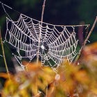 The Web of Care: A Holistic Health Worth Fighting For