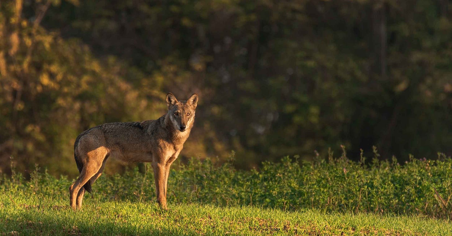 The wolf in Italy (in our opinion) the report sent to the European  Community - I am not afraid of the wolf