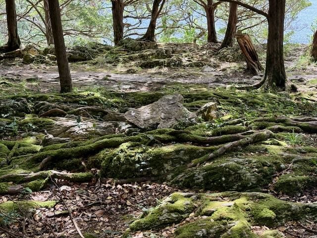 Top photos: A rare grove of yew trees Bottom: Older trees are found in protected public spaces. A shaded trail next to our lodging had a few older native trees but an invasive rhodendron species is rapidly replacing the native plants.