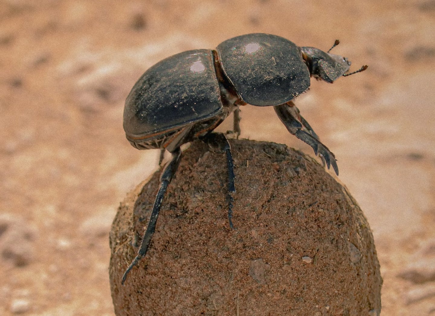 photo of a dung beetle rolling a ball of dung photo of a dung beetle rolling a ball of dung