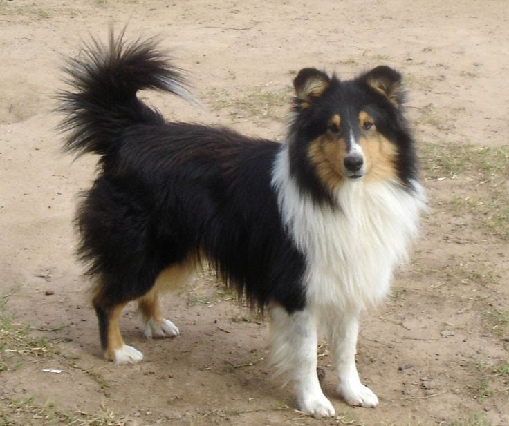 This may contain: a black and white dog standing on top of a dirt field
