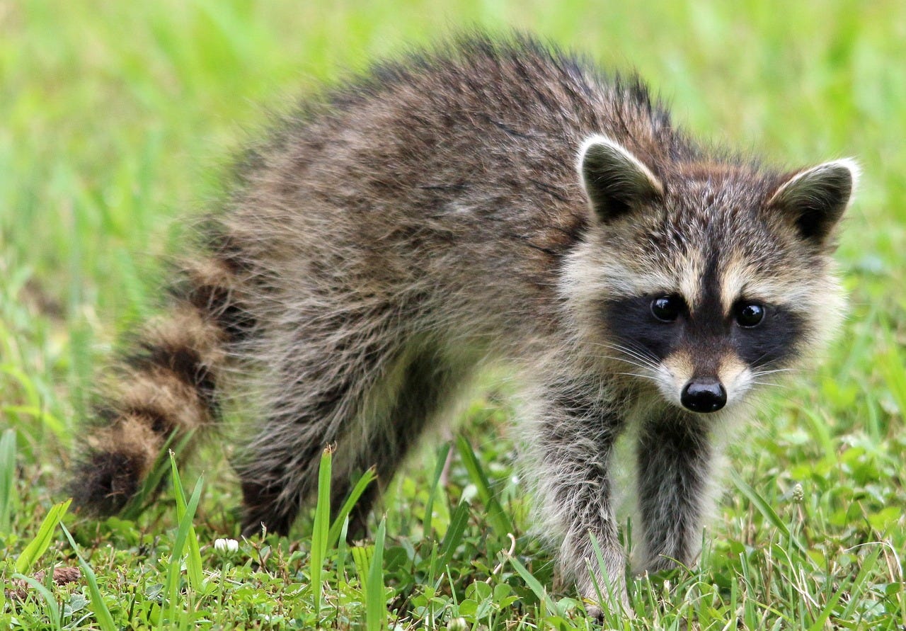 Free Raccoon Animal photo and picture Free Raccoon Animal photo and picture