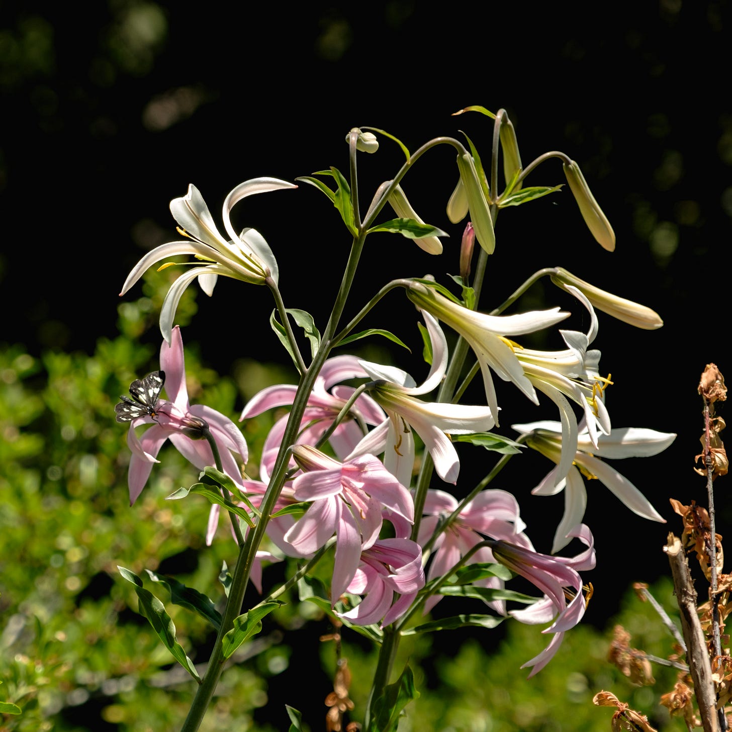 A black-and-white butterfly rests on a pink Washington lily in Central Oregon. A black-and-white butterfly rests on a pink Washington lily in Central Oregon.
