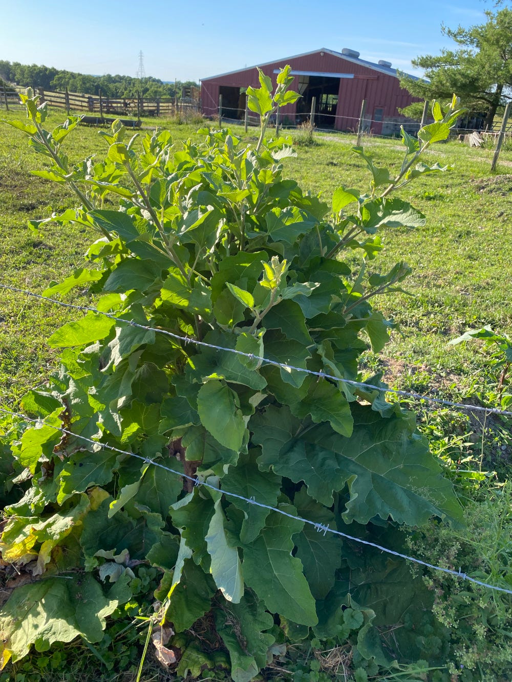 A large second year Burdock plant, Arctium minus A large second year Burdock plant, Arctium minus