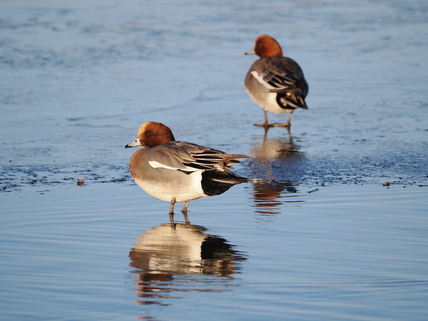 Two Wigeon birds stand on the ice on a blue and clear lake