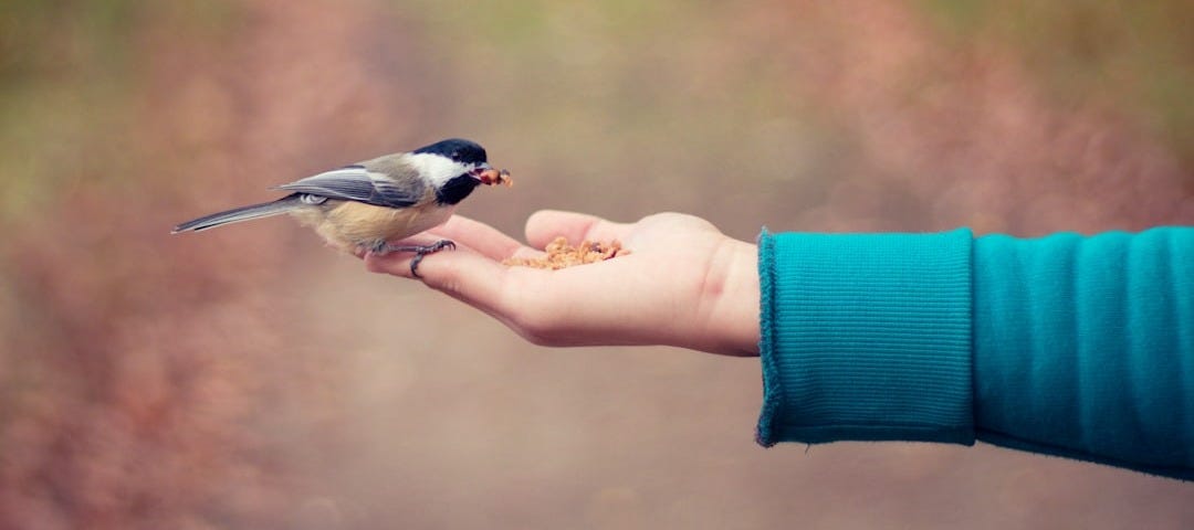 black, brown, and white bird standing on person right hand black, brown, and white bird standing on person right hand