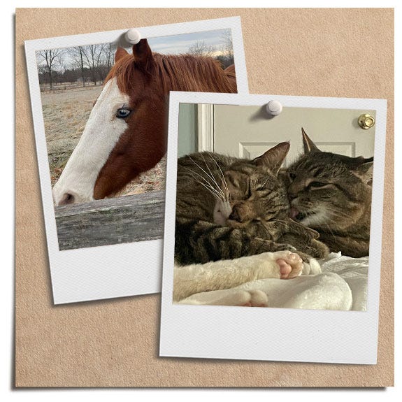 horse and cat horse and cat