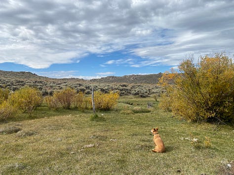 Images of the author, her dog, and her horse in three different Wyoming landscapes.