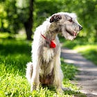 Canine Chaos and a Mystery Worth Sniffing Out