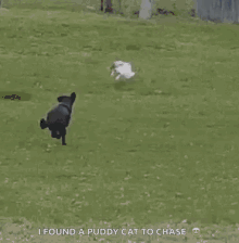 Dog Chasing Cat GIFs | Tenor Dog Chasing Cat GIFs | Tenor