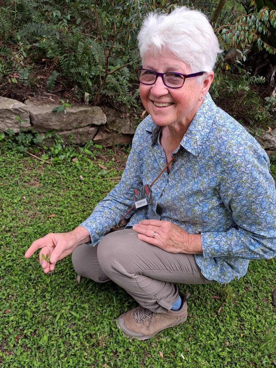 Oplismenus hirtellus (basket grass) ground cover