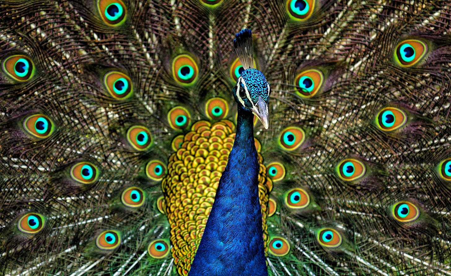 Indian peacock displaying his train