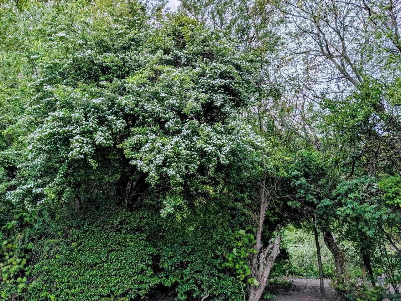 Hawthorn at the entrance to the woods