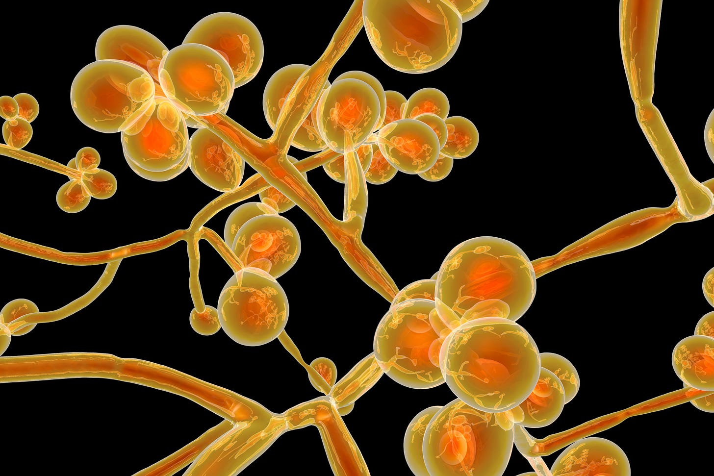 The superbug Candida auris is giving rise to warnings — and big questions