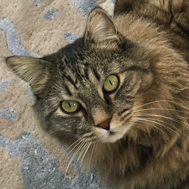 A gallery of four close face photos of Muffin from images from the post.