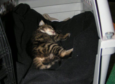 Chase Asleep Carrier Raising Young Kittens Chase Asleep Carrier Raising Young Kittens