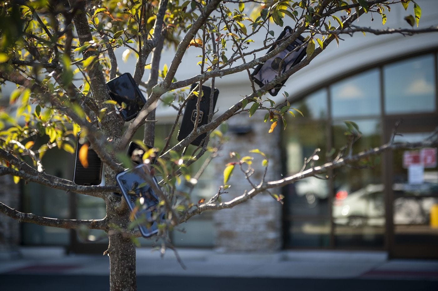 Amazon Drivers Are Hanging Smartphones In Trees To Get More Work Amazon Drivers Are Hanging Smartphones In Trees To Get More Work