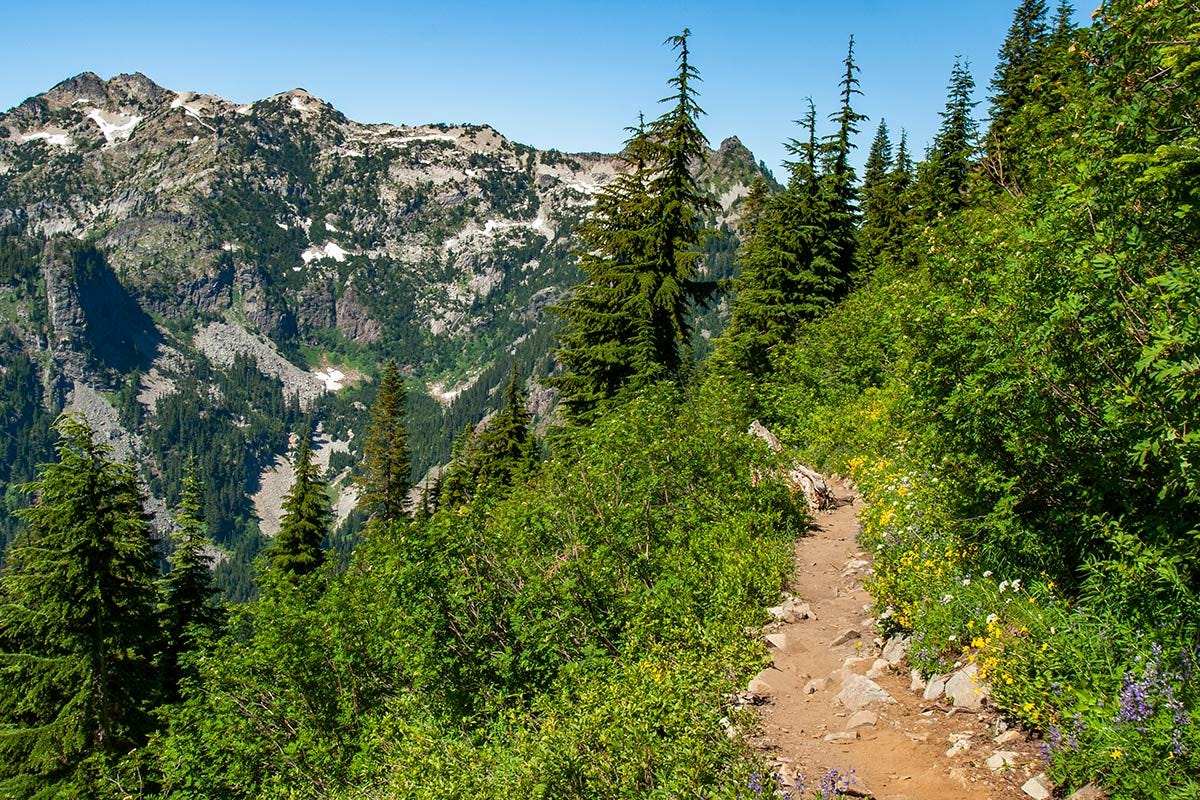 yellow and purple wildflowers overhang a dirt trail dotted with white rocks you have to be careful not to trip on, lush greenery on both sides of the trail, loose trees ahead, and in the distance a mountain tan and gray and green with small patches of snow still lingering