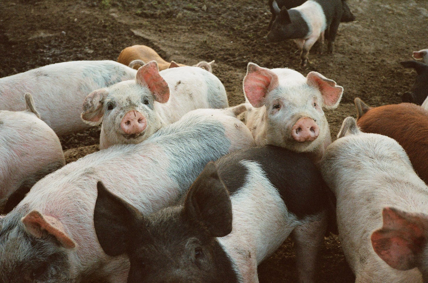 Piglets at Stemple Creek Ranch