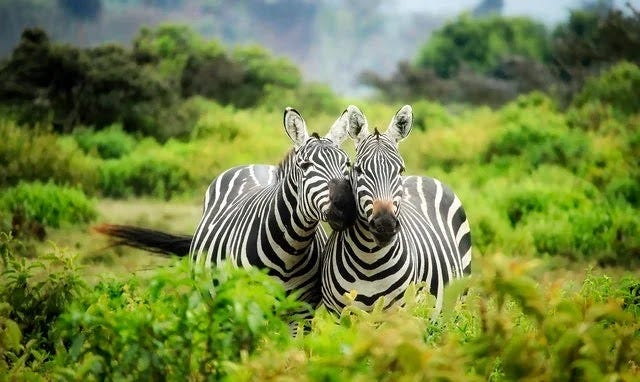 Zebras in an African safari