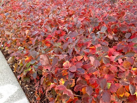 Left: Bearberry; middle: Sumac; Right: no-mow lawn alternative