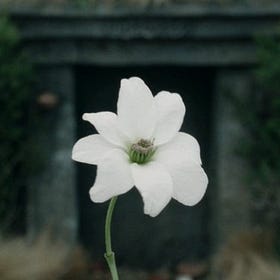 New Life, In Defiance of Death