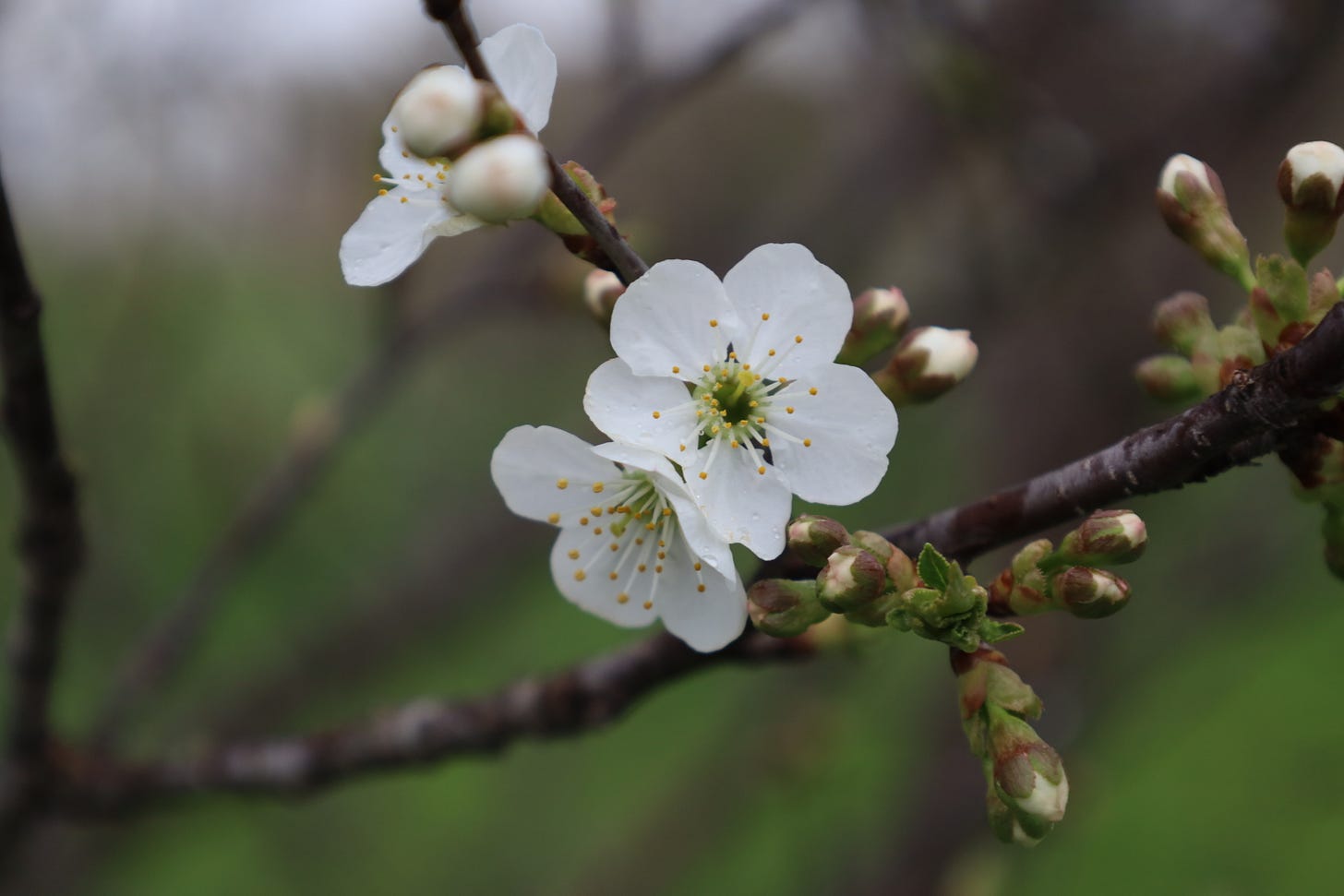 Cherry blossoms at the farm