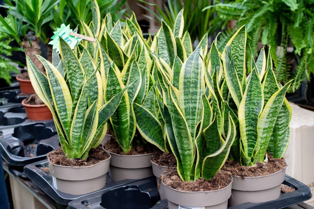 My Top 7 NASA-Approved Indoor plants - by Monica Fatogun