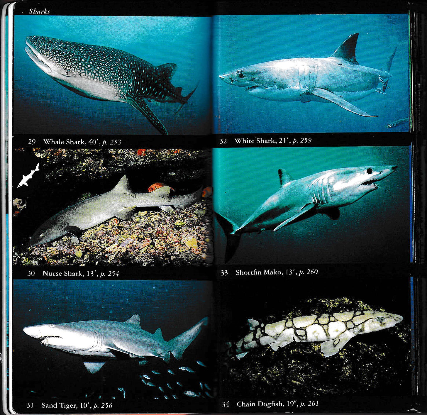 a variety of sharks a variety of sharks