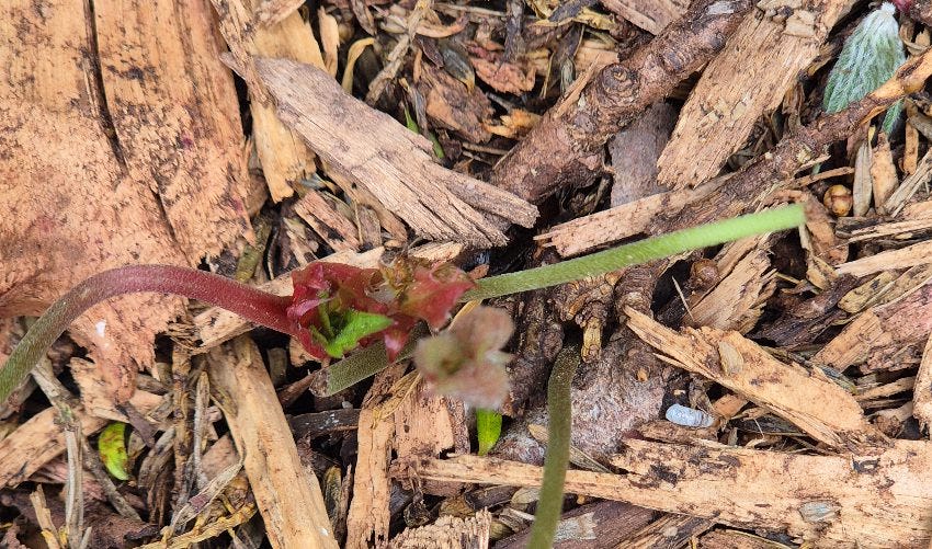 Possible sign of a plant 