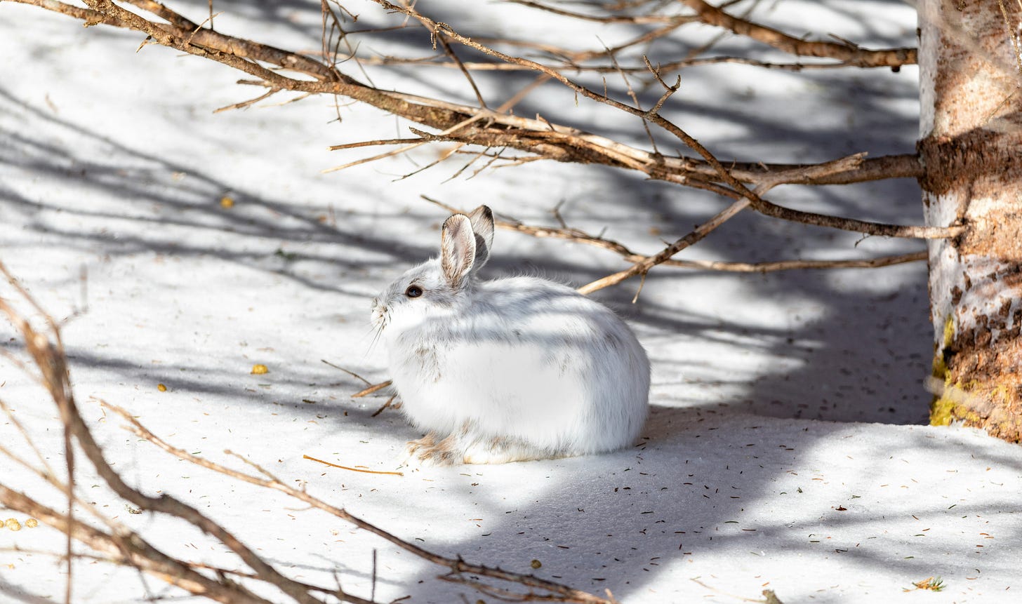 Photo of a white hare under a tree branch in the snow.