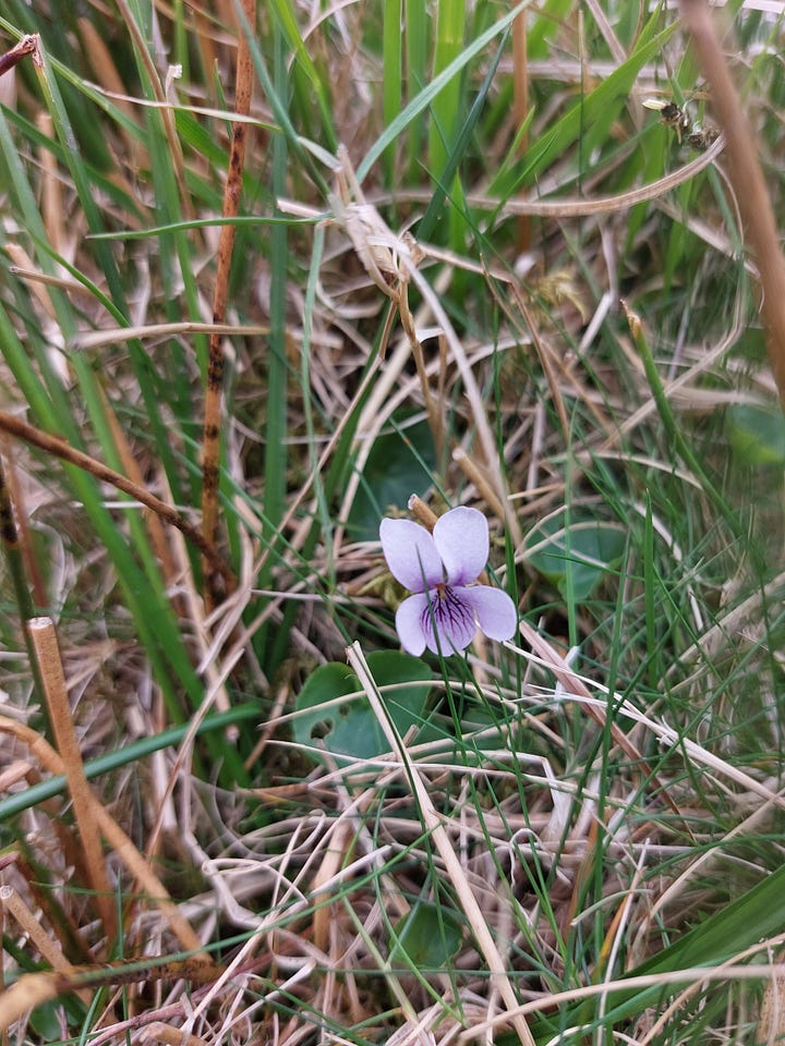 Close up pictures of tiny wildflowers and plants. One single lilac bloom in the grass, three pink blooms, some tiny ice blue blooms and some star shaped green plants