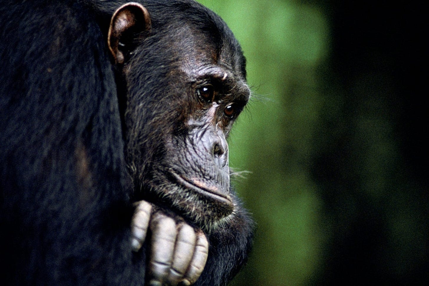 Chimp Pictures - Animal Wallpapers - National Geographic