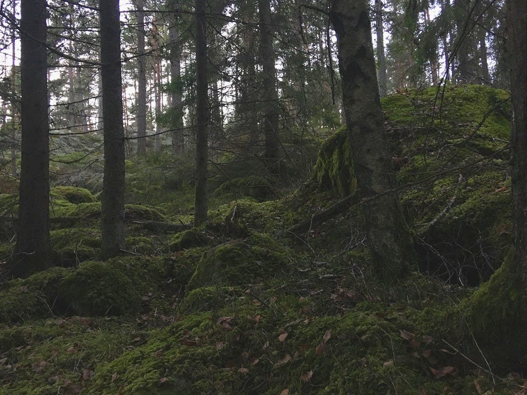 a forest with moss and trees a forest with moss and trees
