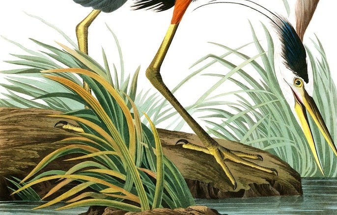 Great Blue Heron – THE DYBDAHL CO. US