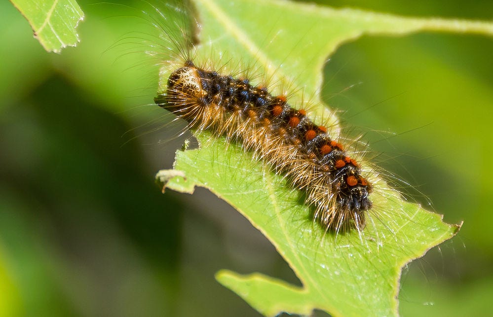 Spongy moth