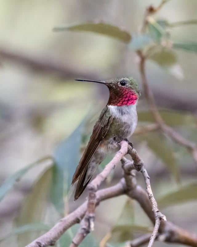 20250721-MillerCanyon-619-Edit.jpg 20250721-MillerCanyon-619-Edit.jpg