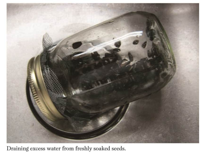 sprouting seeds and grains for food