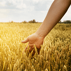 "Good Soil Good Soul"