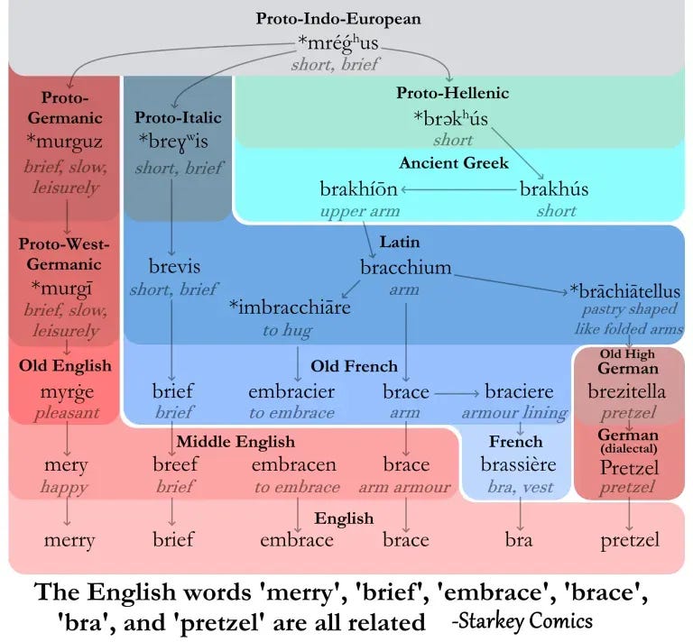 An etymology diagram from Starkey Comics showing how the English words 'merry', 'brief', 'embrace', 'brace', 'bra', and 'pretzel' share a common Proto-Indo-European root mréǵʰus meaning "short, brief". The diagram uses a color-coded flowchart structure to trace the words through different language families: the Germanic branch (in pink/red) shows the evolution from Proto-Germanic murguz through Old English myrge to modern English "merry" and "brief"; the Italic/Romance branch (in blue) traces from Proto-Italic breɣʷis through Latin bracchium ("arm") to Old French brace and embracier, eventually yielding English "embrace" and "brace" as well as French brassière (shortened to "bra"); and a German dialectal branch shows the path to "Pretzel" (from Old High German brezitella meaning "pastry shaped like folded arms"). The diagram also shows the Greek branch through Proto-Hellenic brokʰús and Ancient Greek brakhús meaning "short". An etymology diagram from Starkey Comics showing how the English words 'merry', 'brief', 'embrace', 'brace', 'bra', and 'pretzel' share a common Proto-Indo-European root mréǵʰus meaning "short, brief". The diagram uses a color-coded flowchart structure to trace the words through different language families: the Germanic branch (in pink/red) shows the evolution from Proto-Germanic murguz through Old English myrge to modern English "merry" and "brief"; the Italic/Romance branch (in blue) traces from Proto-Italic breɣʷis through Latin bracchium ("arm") to Old French brace and embracier, eventually yielding English "embrace" and "brace" as well as French brassière (shortened to "bra"); and a German dialectal branch shows the path to "Pretzel" (from Old High German brezitella meaning "pastry shaped like folded arms"). The diagram also shows the Greek branch through Proto-Hellenic brokʰús and Ancient Greek brakhús meaning "short".