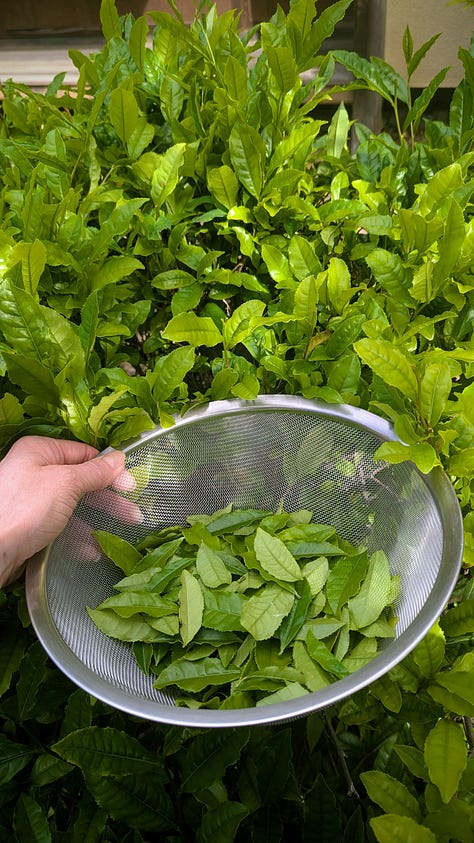 Step by step visuals of green tea leaves from freshly picked to steamed to dried to a pot of tea.