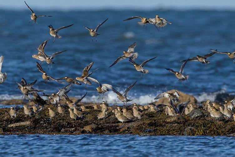 A flock of birds flying over water

AI-generated content may be incorrect.