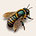 The Apiary