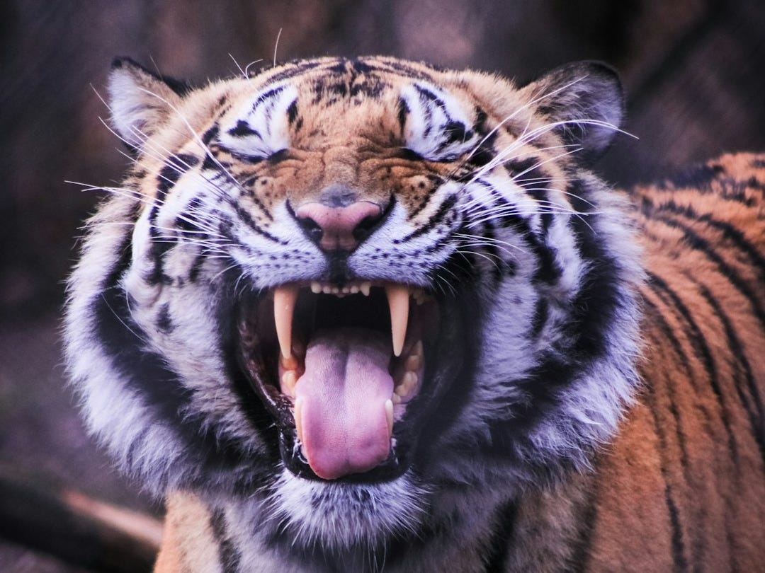 a close up of a tiger with its mouth open